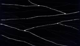 Black Canyon - ds6z37ftgqsl56bjzud9@2x.jpg