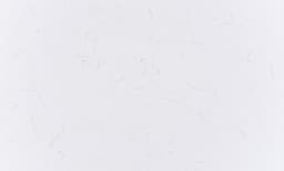 White Carrera - fgc1caedsqtformlezdq@2x.jpg