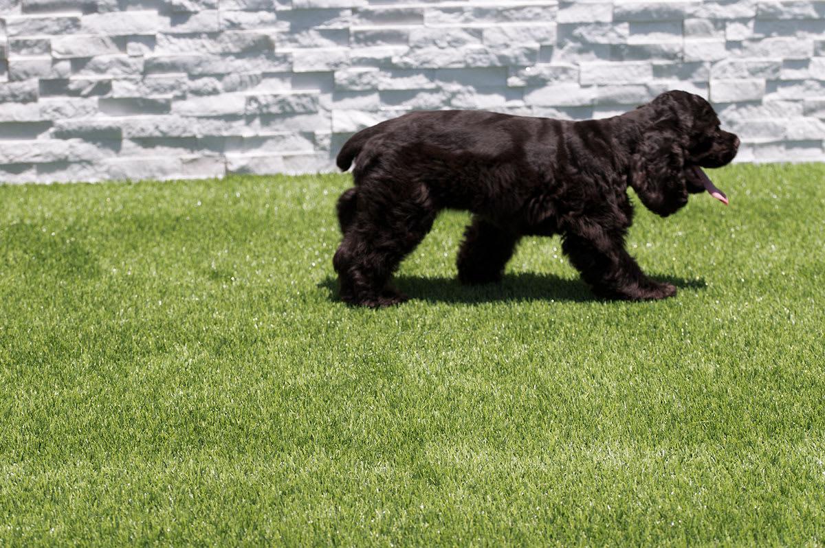 EMERALD GREEN TURF 76 - leef7ap4sis2hvwjkyrm@2x.jpg