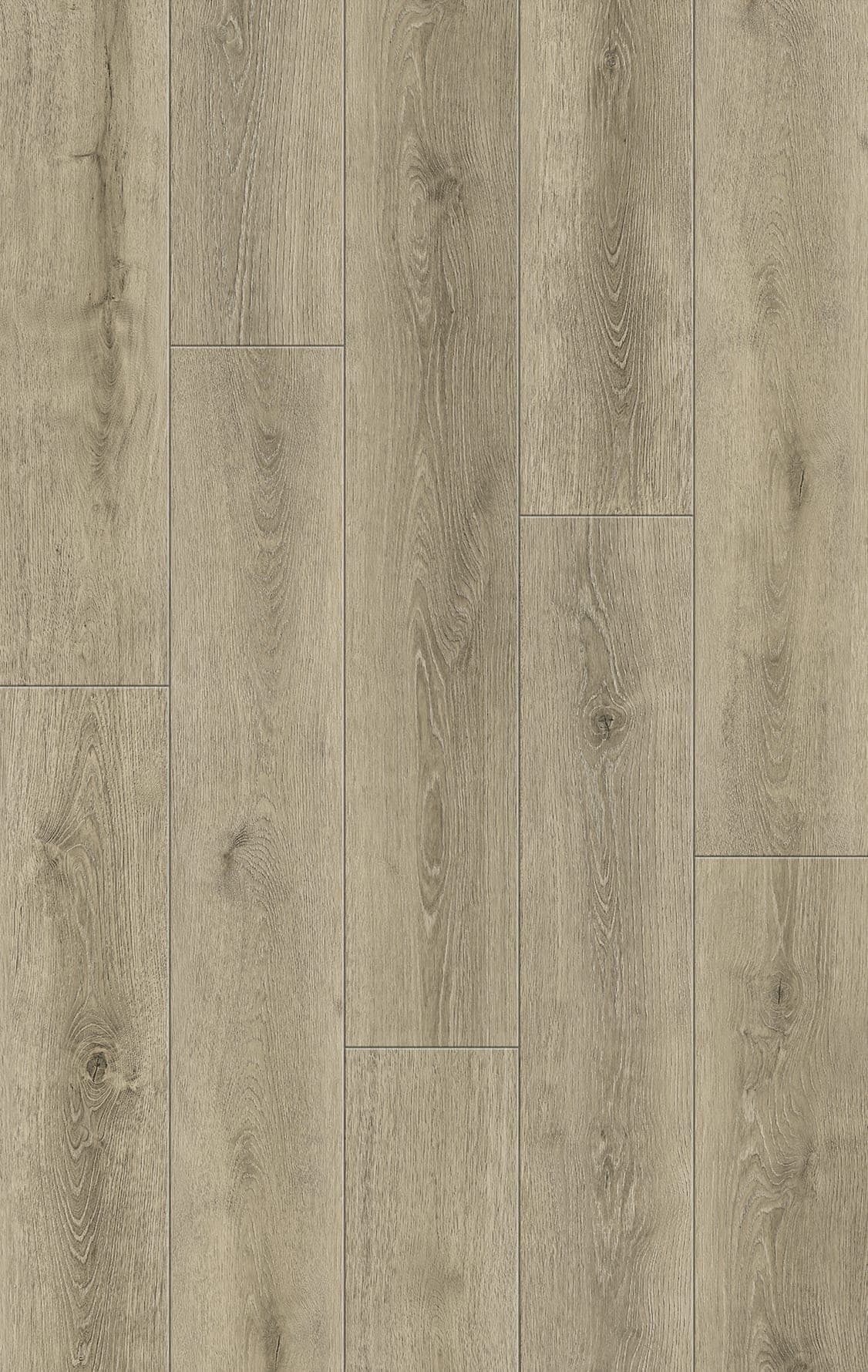 Canyon Oak