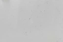 Crystal Bianco Pre Fab - t3k8s21pjhqztswlk8ae@2x.jpg