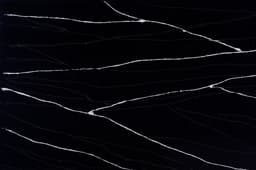 Black Canyon - wq9nhods5qwa6dtuq7dy@2x.jpg