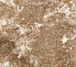 Brown Persa - wthrfe8ti4pu5pg6hbgv_ad89ffce-43c0-48be-a808-5f951e3a716f@2x.jpg